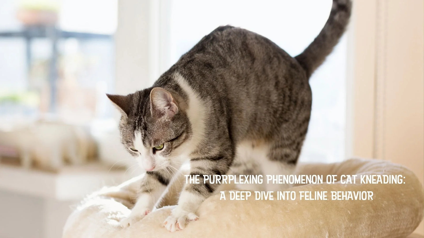 The Purrplexing Phenomenon of Cat Kneading: A Deep Dive into Feline Behavior